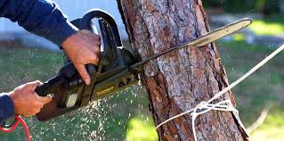 Best Tree and Shrub Care  in Livingston, CA