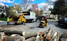 Professional Tree Care in Livingston, CA
