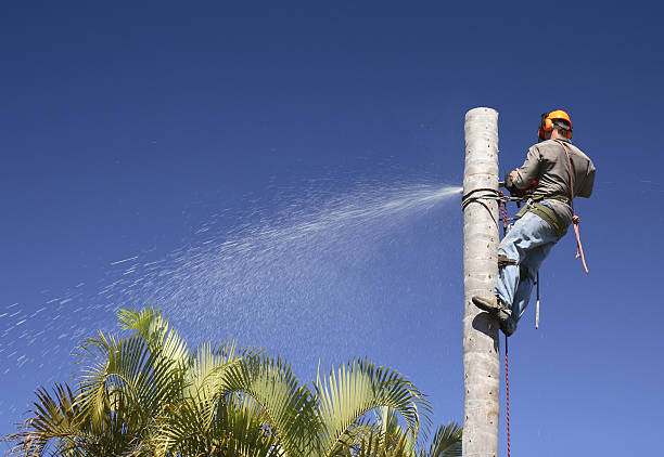 Best Tree Disease Treatment  in Livingston, CA