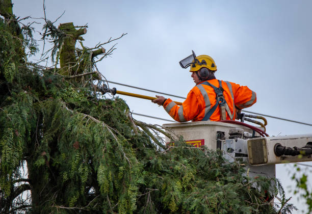 Best Hazardous Tree Removal  in Livingston, CA