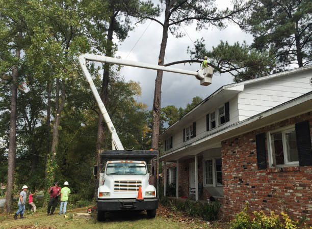 Best Tree Risk Assessment  in Livingston, CA