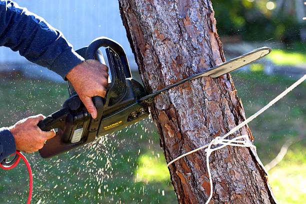 Best Tree Preservation Services  in Livingston, CA