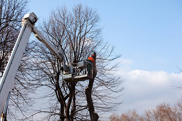 Best Root Management and Removal  in Livingston, CA