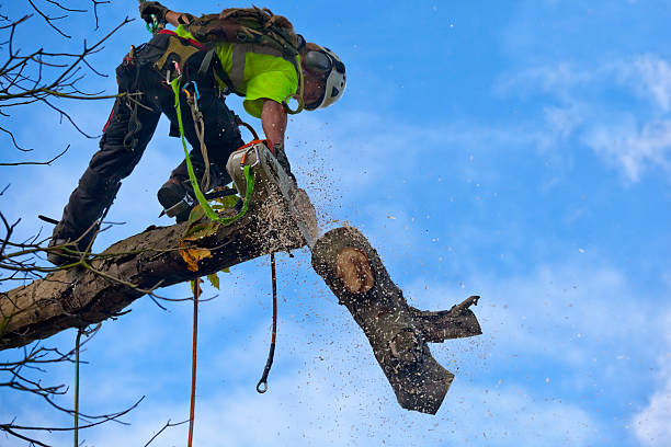 Best Tree Cabling and Bracing  in Livingston, CA