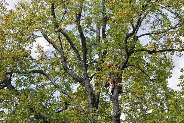 Best Root Management and Removal  in Livingston, CA